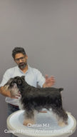 Groomer Cherian working with GrooMaster 8 inches straight shear