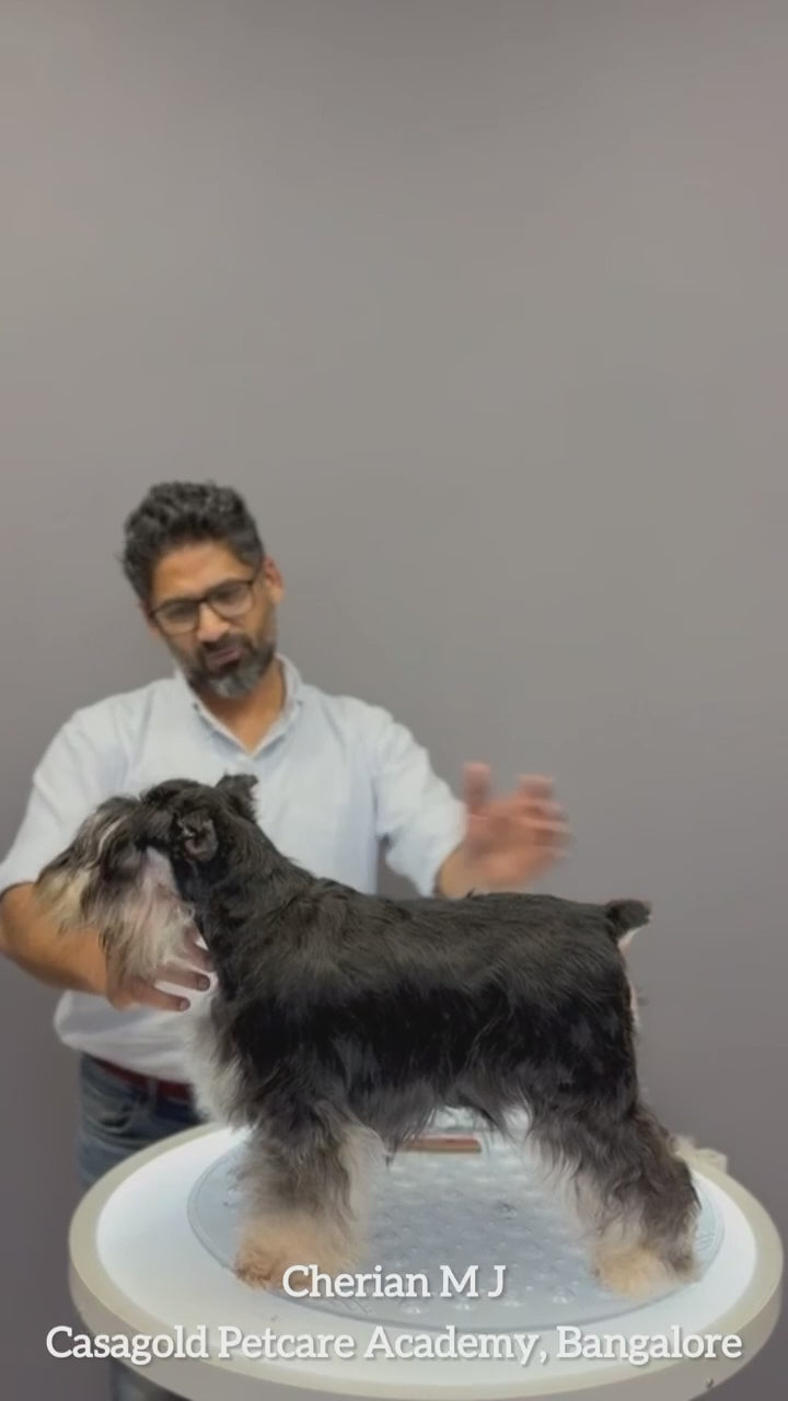 Groomer Cherian working with GrooMaster 8 inches straight shear